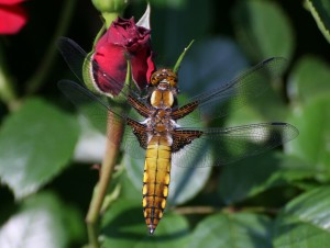 Dragonfly on my rosebush