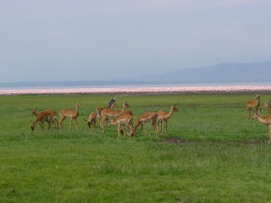 Lake Nakuru Impala and Flamingoes
