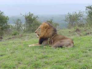 Near Lake Nakuru