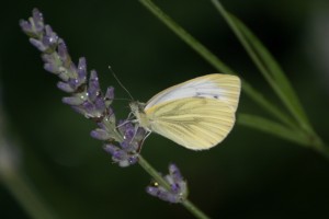 IMG_8120