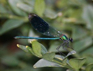 Banded Demoiselle
