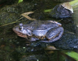 Common Frog