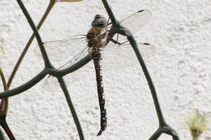 Migrant Hawker Aeshna mixta