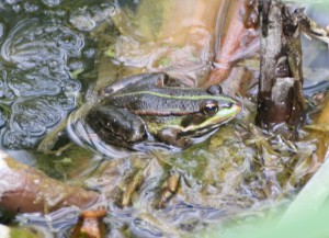 Northern Pool Frog